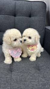 Pure Breed Bichon Frise (1M1F) 纯种 标体比熊犬