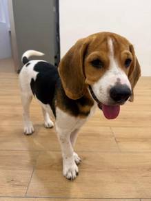 Beagle puppy