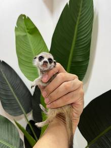 meerkat