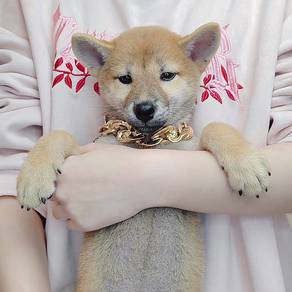 Shiba