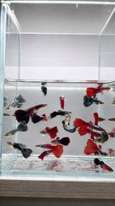 Random 5x assorted, snakeskin, tuxedo guppy