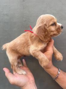 English Cocker Spaniel Puppy - Female 020