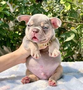 French Bulldog Puppy 04