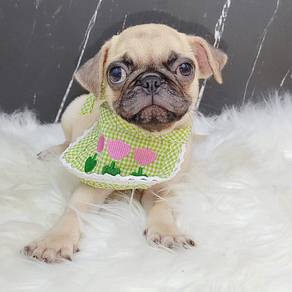 Pug