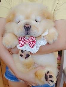 Chow Chow