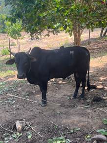 cow