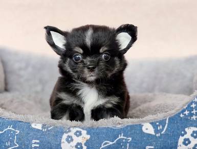 CHIHUAHUA PUPPIES CH240🌷 Head Apple Girl