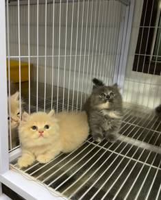 Minuet Napoleon kitten