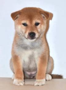 i15 Kawai Shiba Dog
