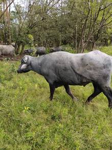 Kerbau sapi jantan