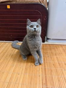Kitten BSH Blue