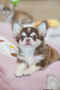 mickey face chiwawa