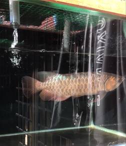 arowana mgbb