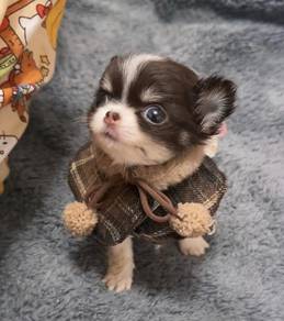 Chihuahua