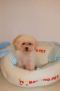 J0772 Maltipoo soft, sweet, and irresistibly puppy