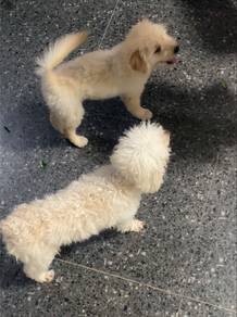 Maltipoo