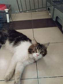 main coon mix persian(for sale)