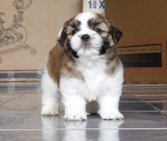 SHIH TZU PUPPIES A316 🌻 Small Dog Fluffy