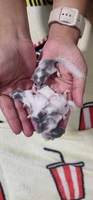 Dormouse Pied