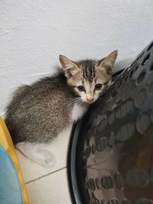 Anak kucing