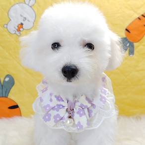 Poodle