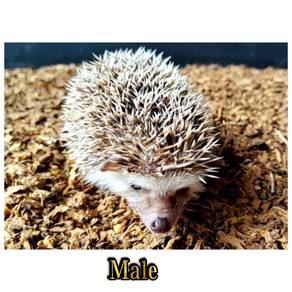 Hedgehog