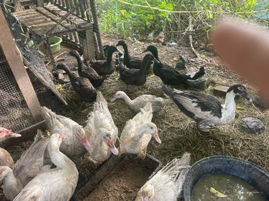 Itik dan serati