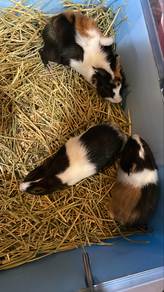 Guinea Pig / Tikus Belanda