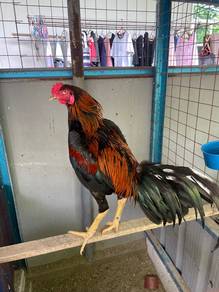 Ayam Sabung