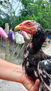 Ayam ratu LHK kaidang
