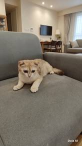 Scottish fold