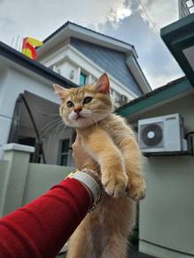 Female BSH Kitten (baka import)