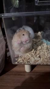 big bone hamster