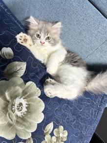 Kitten Comel