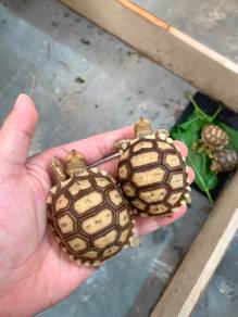 sulcata tortoise