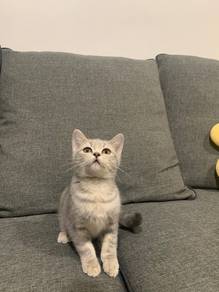 BSH Silver tabby
