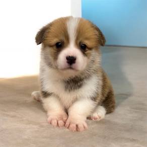 Welsh corgi male and female