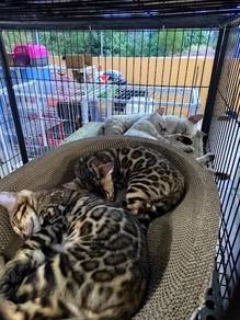 Riggs Bengal Cat 