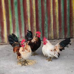 Serama x bantam