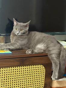 Kucing 