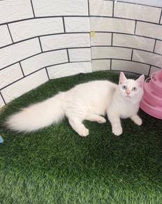 Munchkin Longhair kitten