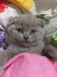 BSH Scottish Fold 2 bulan