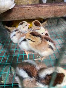anak ayam kampung