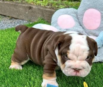 ENGLISH BULLDOG PUPPIES E339 🐻 Female