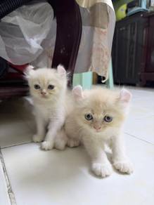 American Curl Kitten