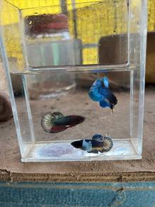 Ikan laga/betta