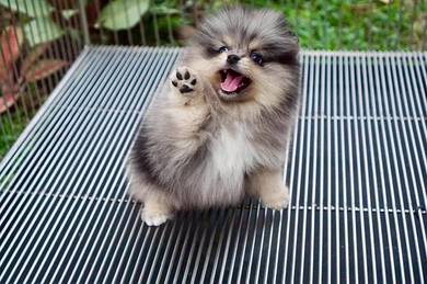 pomeranian 2