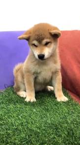 Shiba inu parent imported