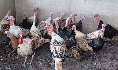 Ayam piru