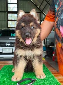 German shepherd puppies 